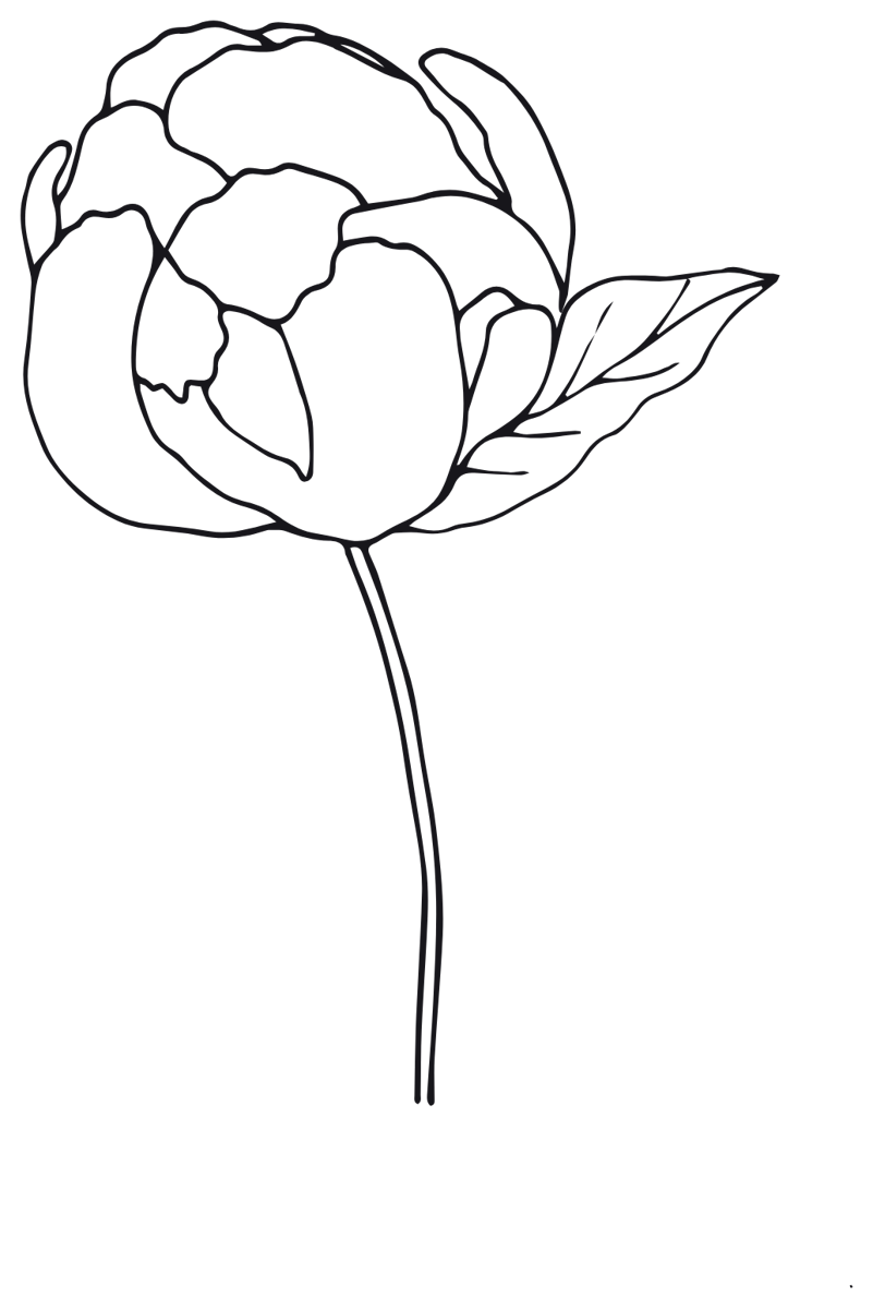 Line drawing of a pink peony flower